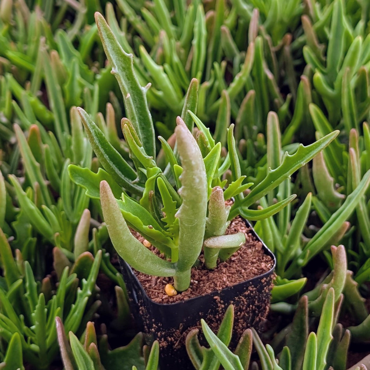 buy kalanchoe 'kewensis' live succulent 2 inch online, delicate fuzzy gray-green leaves with velvety texture, compact low-growing mounding form, produces vibrant coral-red tubular flowers in spring, thrives in bright light and requires minimal water, perfect bright windowsill accent, unique rare succulent gift idea