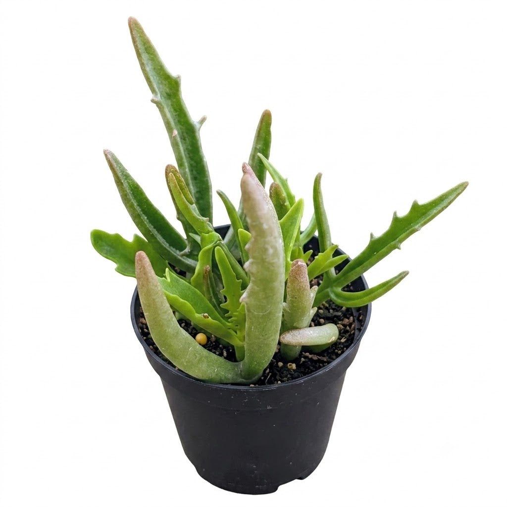 buy kalanchoe 'kewensis' live succulent 2 inch online, delicate fuzzy gray-green leaves with velvety texture, compact low-growing mounding form, produces vibrant coral-red tubular flowers in spring, thrives in bright light and requires minimal water, perfect bright windowsill accent, unique rare succulent gift idea