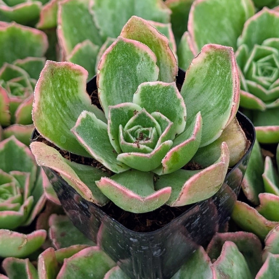 buy aeonium 'fluctuation' live succulent 2 inch online, striking deep burgundy and green variegated rosette leaves with dramatic color shifts, compact geometric rosette growth form with layered fleshy foliage, sun-loving succulent that intensifies in bright light conditions, easy care drought tolerant plant, perfect bright windowsill accent, unique collector plant gift idea