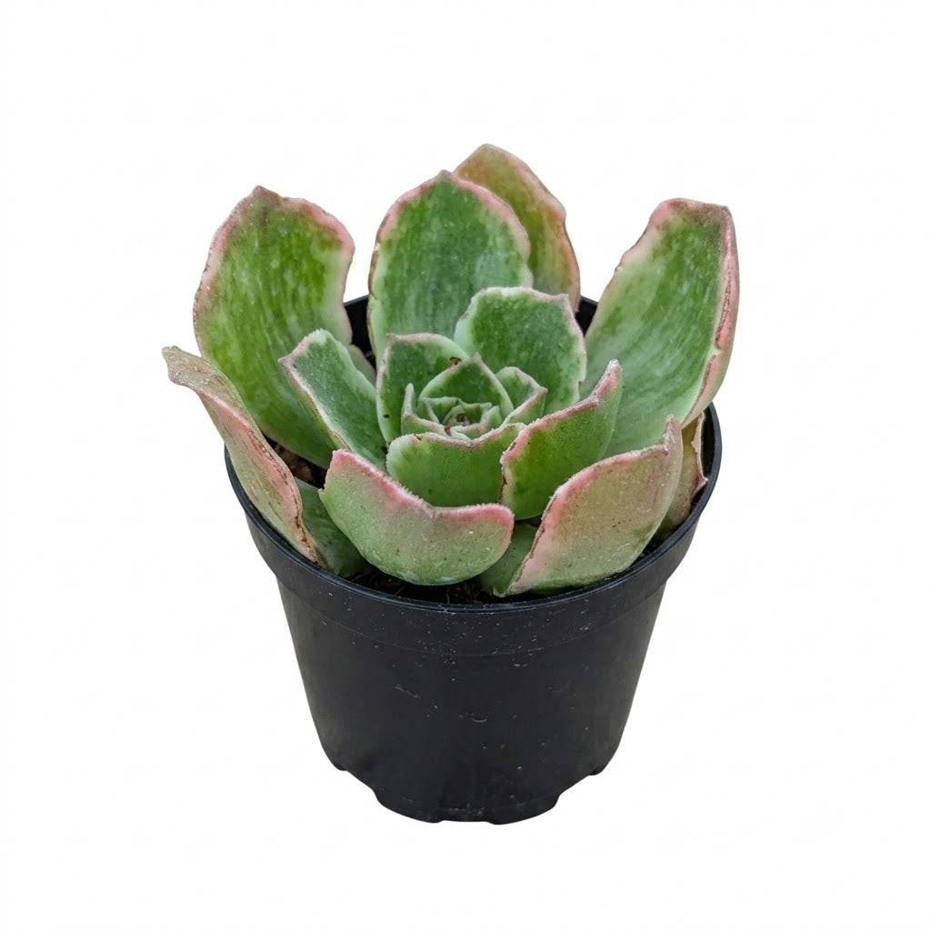 buy aeonium 'fluctuation' live succulent 2 inch online, striking deep burgundy and green variegated rosette leaves with dramatic color shifts, compact geometric rosette growth form with layered fleshy foliage, sun-loving succulent that intensifies in bright light conditions, easy care drought tolerant plant, perfect bright windowsill accent, unique collector plant gift idea