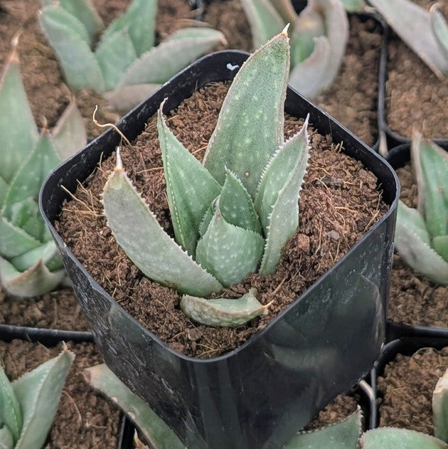 buy Haworthia 'Savanna' live succulent 2 inch online, striking green rosette with translucent leaf windows, textured white speckled surface, compact clustered growth form, drought-tolerant and low-maintenance, ideal bright desk plant display, perfect succulent gift for collectors