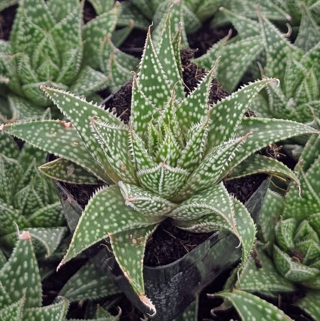 buy Aloe 'Moonrise' live succulent 2 inch online, vibrant orange-green rosette with speckled fleshy leaves, compact clustering growth form, drought tolerant and easy to care for, perfect for sunny indoor spaces, ideal modern shelf accent, great succulent gift for plant enthusiasts