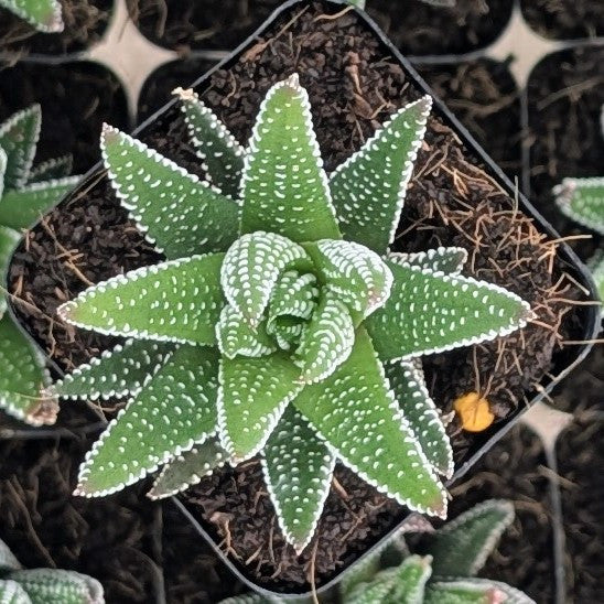 buy haworthia 'hybrid' live succulent 2 inch online, striking dark green leaves with white zebra-stripe patterns, compact tight rosette growth form, extremely drought tolerant and low-maintenance, thrives in bright indirect light indoors, perfect modern shelf accent, unique plant gift idea