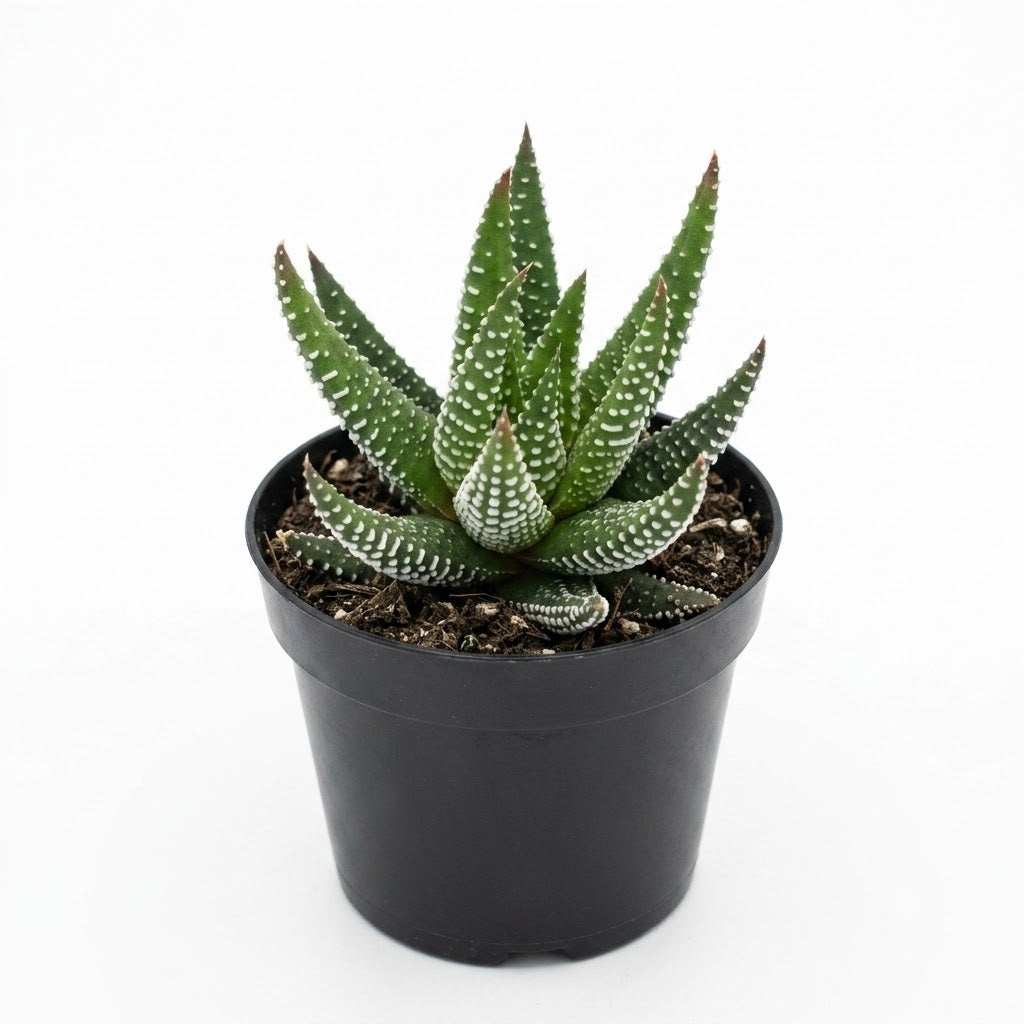 buy haworthia 'hybrid' live succulent 2 inch online, striking dark green leaves with white zebra-stripe patterns, compact tight rosette growth form, extremely drought tolerant and low-maintenance, thrives in bright indirect light indoors, perfect modern shelf accent, unique plant gift idea