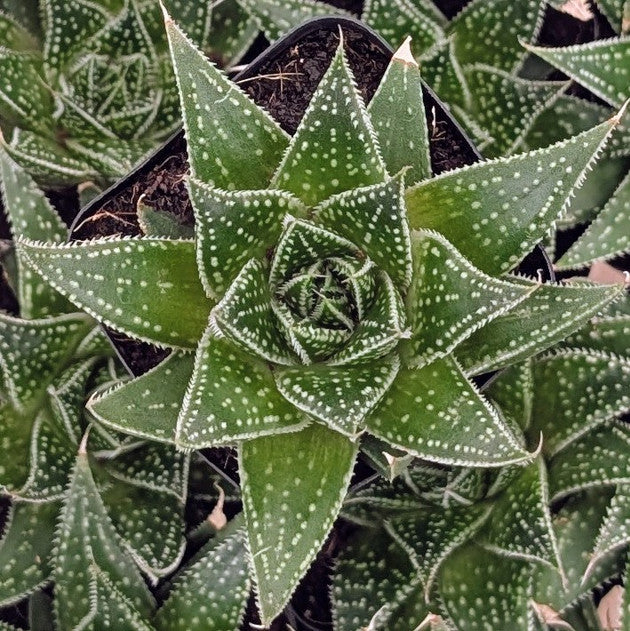 buy Aloe 'Rising Moon' live succulent 2 inch online, vibrant orange-red leaves with green speckles, rosette growth form with upright pointed foliage, drought-tolerant and sun-loving succulent, low-maintenance and beginner-friendly, striking modern shelf accent, unique plant gift for collectors
