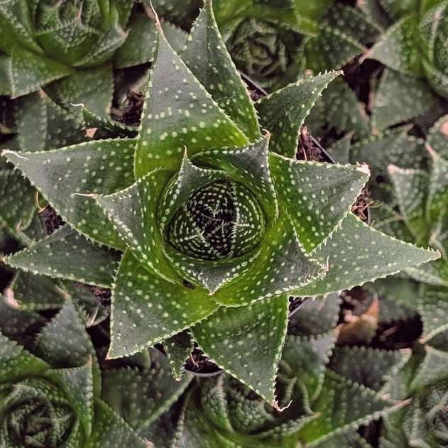 buy Aloe 'Akila' live succulent 2 inch online, vibrant green rosette with white spotted fleshy leaves, compact clustered growth form, drought tolerant and low-maintenance, slow-growing succulent ideal for indoor spaces, stylish modern desk plant display, perfect succulent gift for collectors