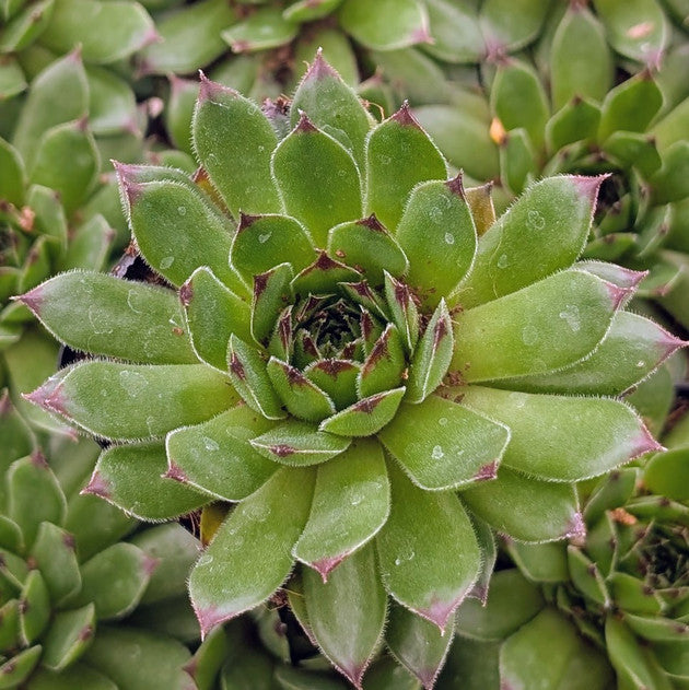 buy Sempervivum 'Relaxed' live succulent 2 inch online, rosettes of fleshy green leaves with red-tipped edges, drought-tolerant and cold-hardy, forms dense clusters over time, low-maintenance and beginner-friendly, perfect modern shelf accent, unique plant gift for collectors