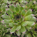 buy Sempervivum 'Relaxed' live succulent 2 inch online, rosettes of fleshy green leaves with red-tipped edges, drought-tolerant and cold-hardy, forms dense clusters over time, low-maintenance and beginner-friendly, perfect modern shelf accent, unique plant gift for collectors