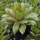 buy Sempervivum 'Loved' live air plant 2 inch online, rosettes of evergreen leaves with burgundy tips, tight clusters of succulent foliage, thrives in direct sun or low-light conditions, handles drafty spots with ease, perfect for modern shelf accent, unique plant gift for collectors