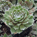 buy Sempervivum 'Pleased' live air plant 2 inch online, rosette of fleshy green leaves with red tips, tight clustered growth form, thrives in direct sun or low-light, drought-tolerant and hardy, perfect modern shelf accent, unique plant gift idea
