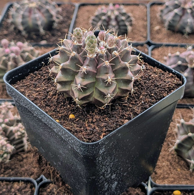 buy Gymnocalycium mihanovichii f. variegata 'Green' live cactus 4 inch online, variegated green and yellow spherical cactus with ribbed texture, compact slow-growing form, drought-tolerant and low-maintenance, ideal for bright indirect light, charming windowsill decor, perfect gift for cactus enthusiasts