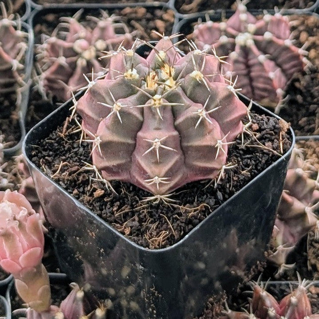 buy Gymnocalycium mihanovichii f. variegata 'Black Widow' live cactus 2 inch online, variegated green and yellow mottled skin, globular growth form with striking dark spines, drought tolerant and low-light adaptable, long-lived cactus with compact size, perfect modern shelf accent, unique plant gift idea