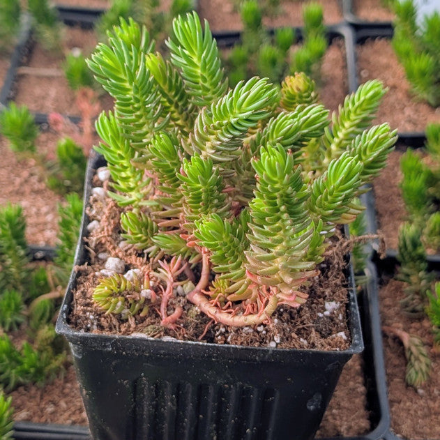 buy Tight &amp; Tidy - Sedum 'Green Angelina' live air plant 4 inch online, vibrant golden-green needle-like leaves with a trailing growth habit, drought-tolerant and low-maintenance succulent, thrives in direct sun or low-light conditions, ideal for drafty spots or outdoor autumn displays, perfect modern shelf accent, unique succulent gift for plant lovers