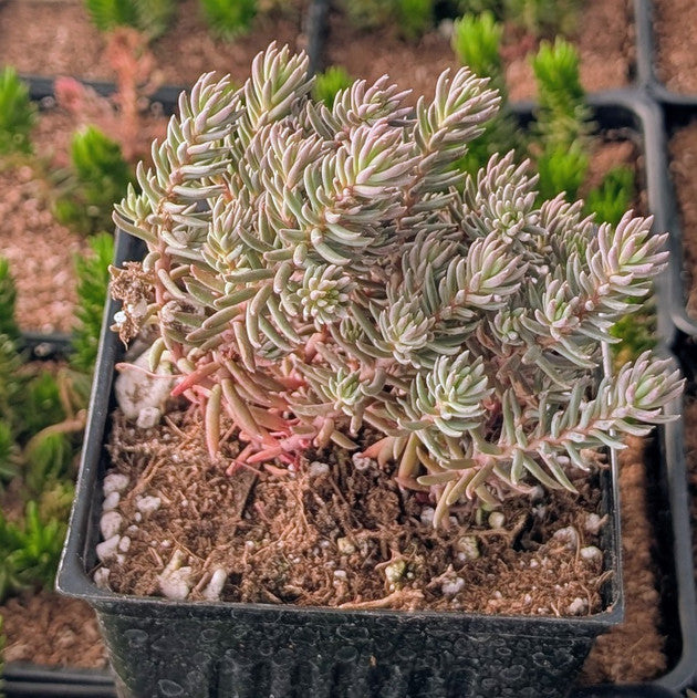 buy Tight &amp; Tidy - Sedum 'Pink Angelina' live succulent 4 inch online, vibrant golden-pink foliage, mounding groundcover, drought tolerant, easy care, perfect for a sunny windowsill, great gift for succulent lovers