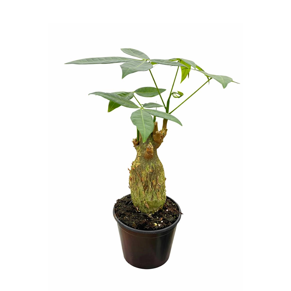 Pachira Stump Money Tree in decorative pot for sale, houseplant decor ideas, the best places to buy indoor plants