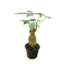 Pachira Stump Money Tree in decorative pot for sale, houseplant decor ideas, the best places to buy indoor plants