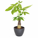 Pachira Stump Money Tree in decorative pot for sale, houseplant decor ideas, the best places to buy indoor plants