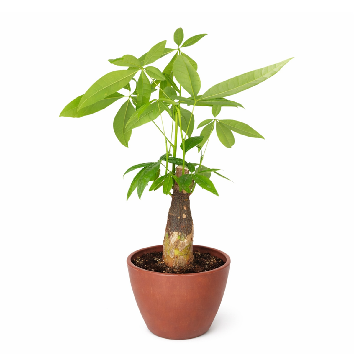 price of money tree Pachira Stump Money Tree