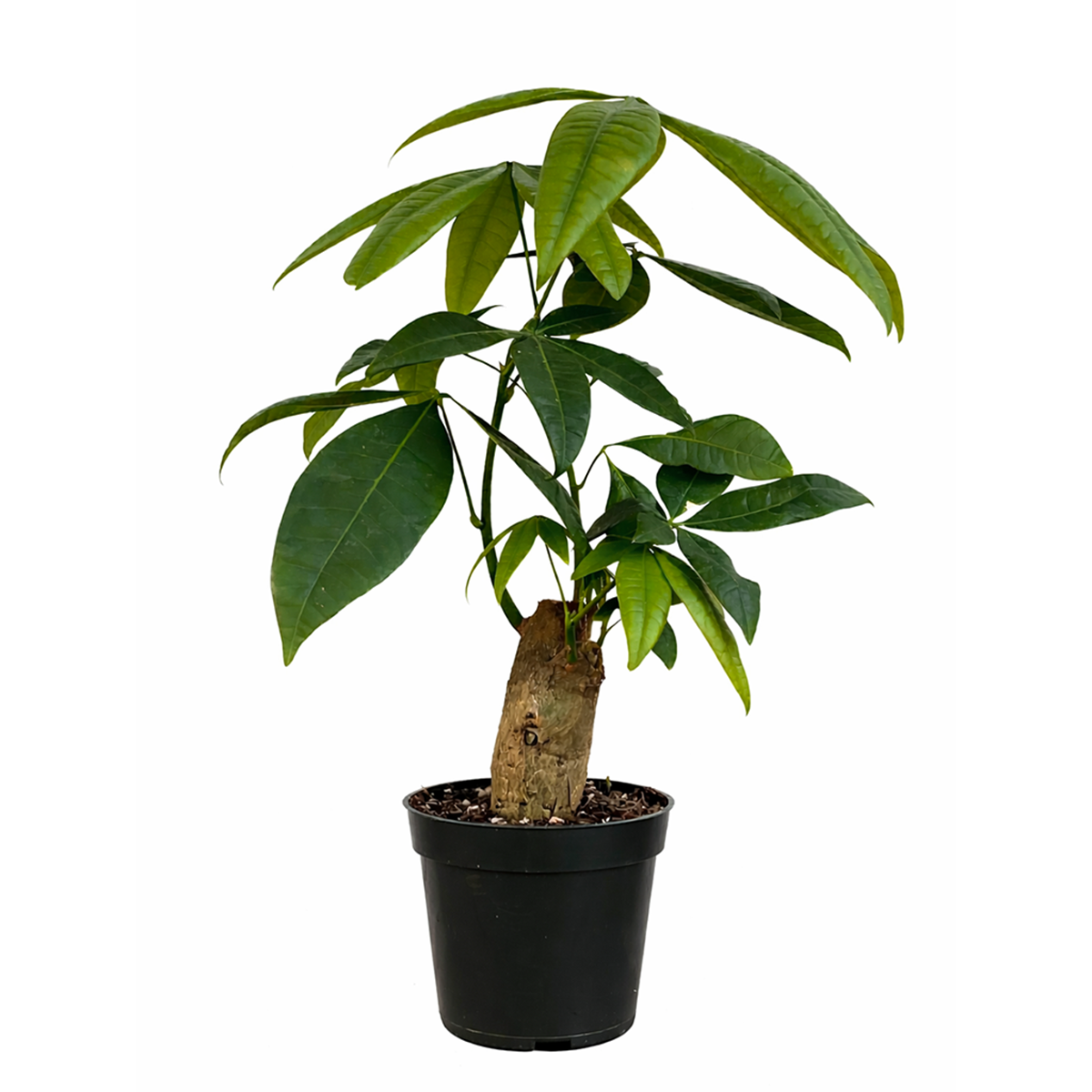 Pachira Stump Money Tree in decorative pot for sale, houseplant decor ideas, the best places to buy indoor plants