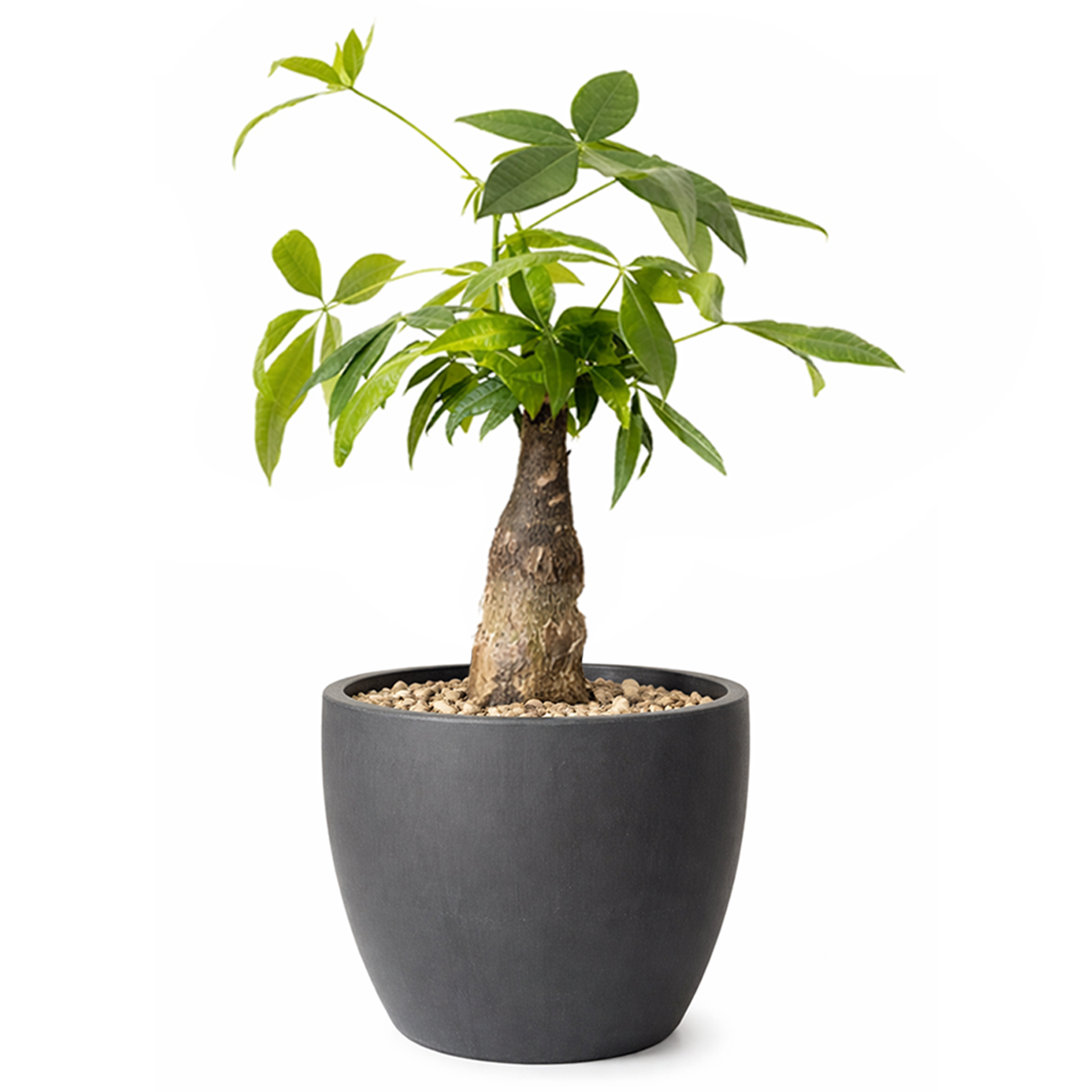 Pachira Stump Money Tree in decorative pot for sale, houseplant decor ideas, the best places to buy indoor plants