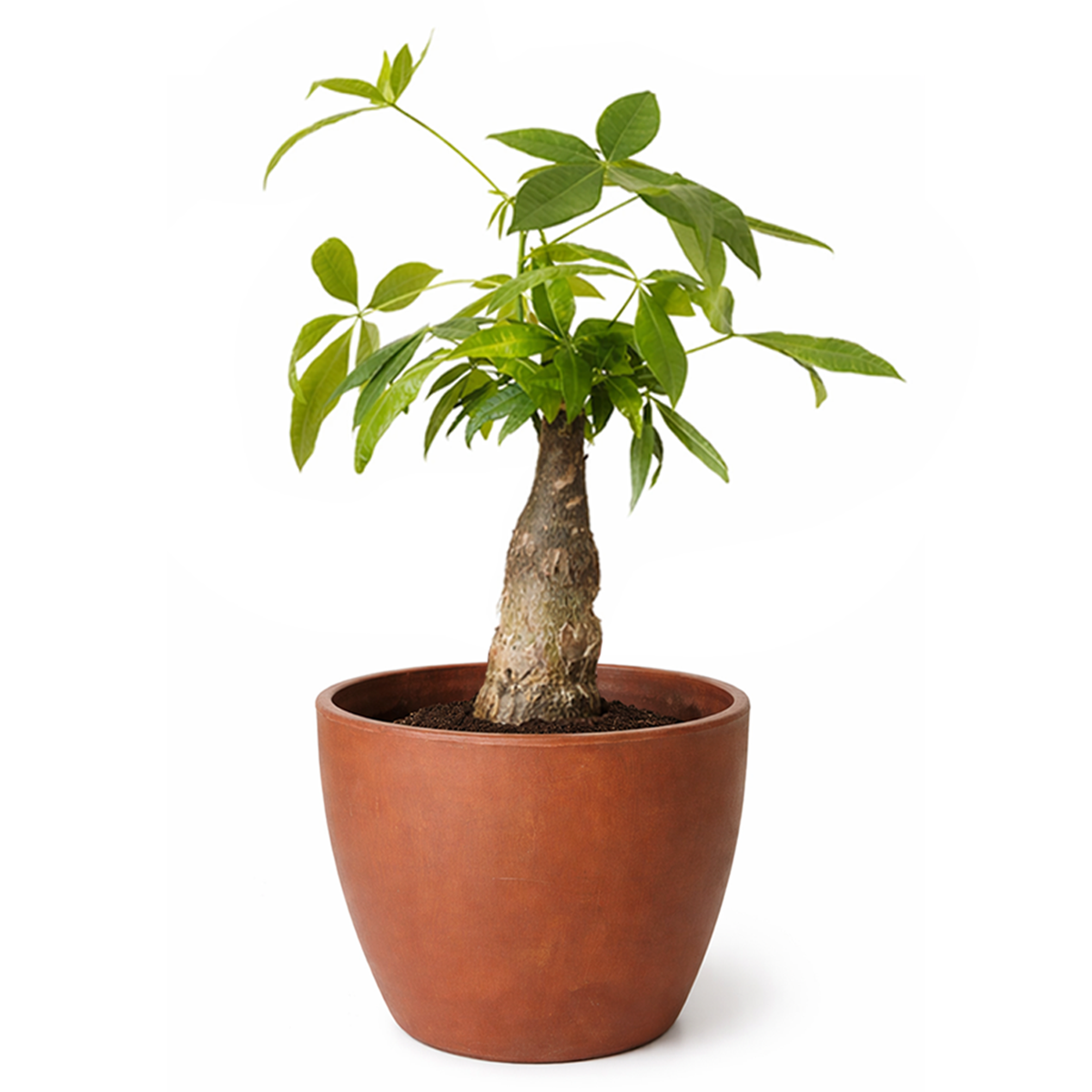 Pachira Stump Money Tree in decorative pot for sale, houseplant decor ideas, the best places to buy indoor plants