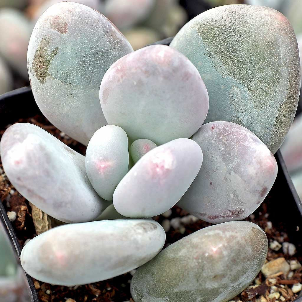 Moonstones Pachyphytum oviferum
