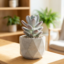Buy an 8-pack of 4" live plants online. Choose eight plants of your choice to create a lush and diverse collection in 4" pots. Perfect for filling larger spaces, decorating your home or office, and growing your plant collection.