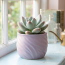 8-pack of 2" live plants for sale. Pick eight favorite plants and enjoy a variety of compact plants in 2" pots. Great for plant collections, gifting, decorating small spaces, and indoor gardening.