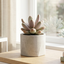 Custom plant pot with personalized image, personalized flower pot with live plant, custom photo plant pot, personalized planter with plant of your choice, custom printed ceramic planter, personalized succulent pot, custom image flower pot gift, custom photo planter for houseplants
