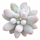Pachyphytum 'Macho' succulent for sale online, purple succulent, succulent gift ideas