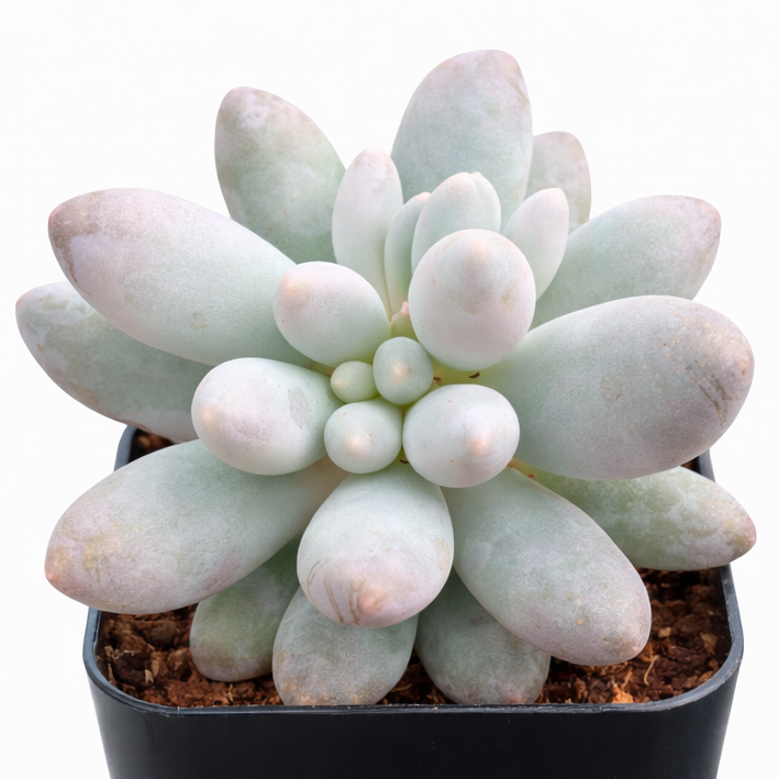 Pachyphytum 'Macho' succulent for sale online, purple succulent, succulent gift ideas