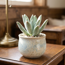 Buy an 8-pack of 4" live plants online. Choose eight plants of your choice to create a lush and diverse collection in 4" pots. Perfect for filling larger spaces, decorating your home or office, and growing your plant collection.