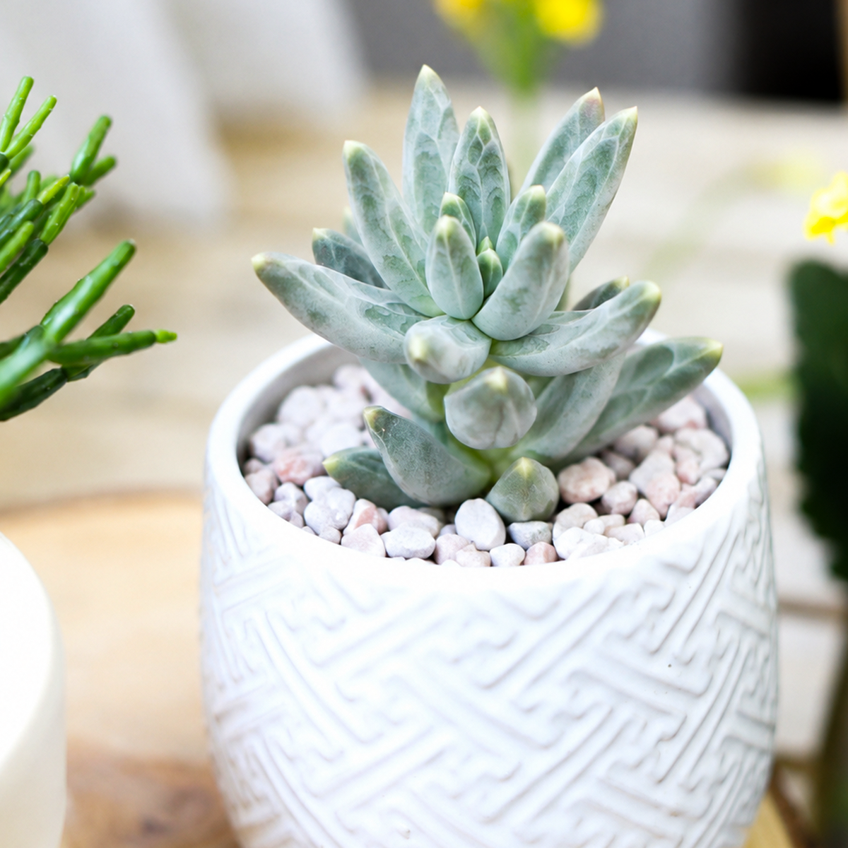 Buy Pachyphytum compactum 'Little Jewel' live plant online. This charming succulent features chunky, faceted leaves with sparkling crystalline markings that resemble little gemstones. Easy to care for, it thrives in bright light, well-draining soil, and requires only occasional watering.