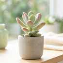 8-pack of 2" live plants for sale. Pick eight favorite plants and enjoy a variety of compact plants in 2" pots. Great for plant collections, gifting, decorating small spaces, and indoor gardening.