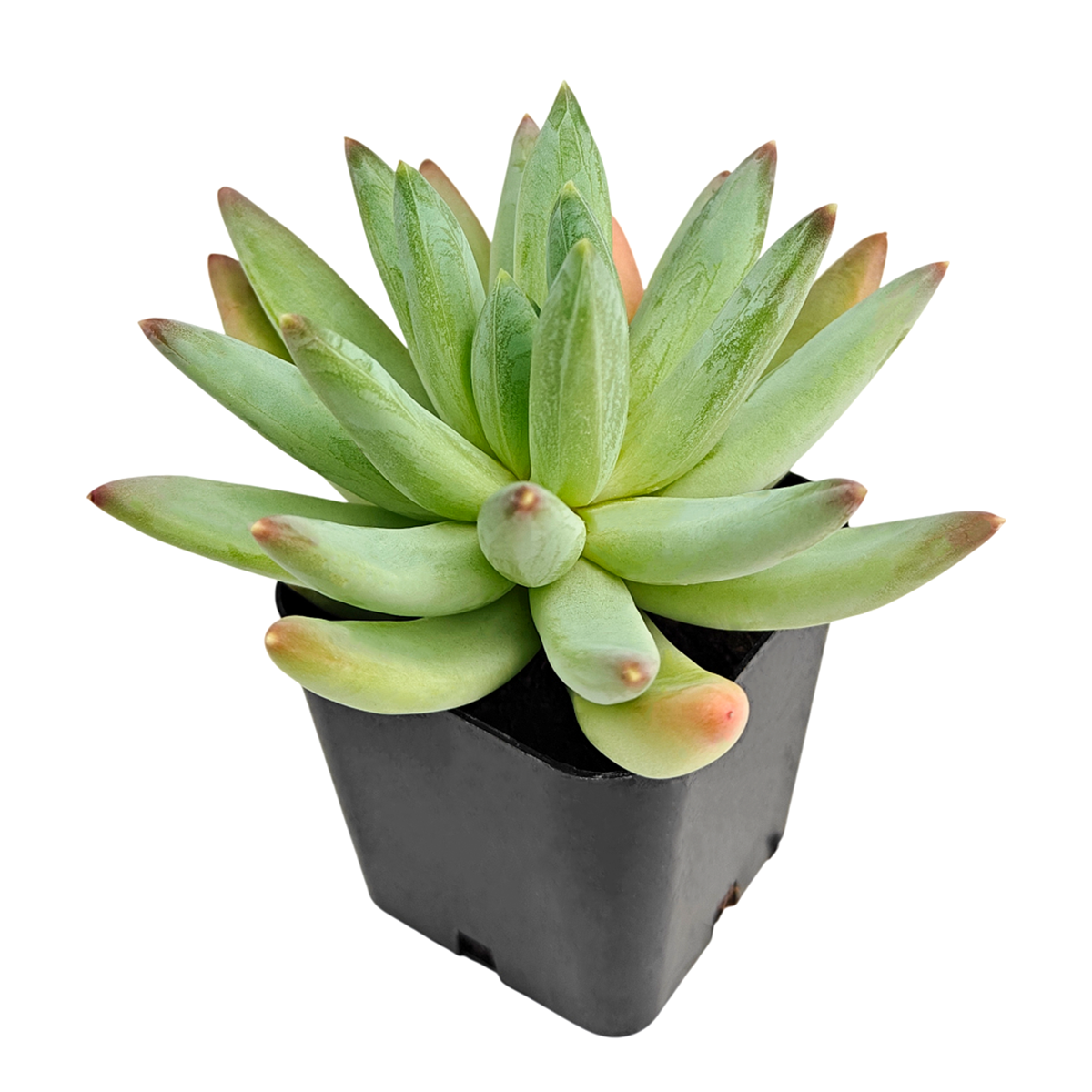 buy Pachyphytum Hookeri 2 inch live plant online, rare Pachyphytum succulent, chubby leaf succulent plant, blue green succulent rosette, soft pastel succulent leaves, ornamental succulent for indoor decor