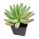 2 inch Pachyphytum Hookeri live plant for sale, low maintenance indoor succulent, succulent for modern home decor, thick leaf pastel succulent, rare collector succulent plant, decorative potted succulent, succulent for fairy garden arrangements, hardy drought resistant succulent, succulent gift plant