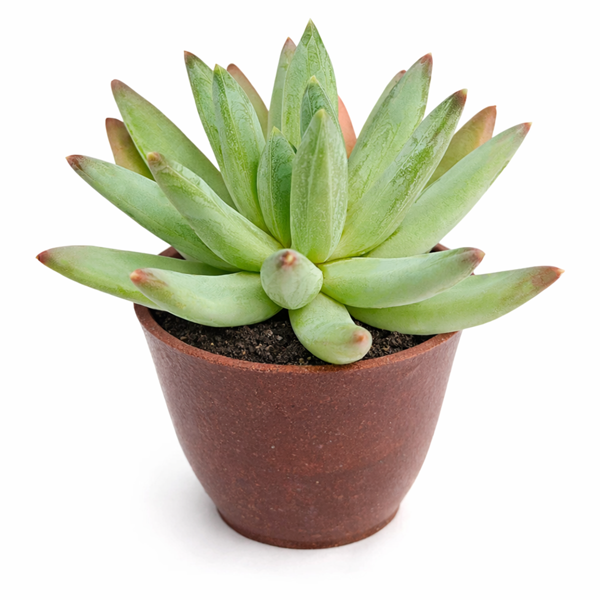 2 inch Pachyphytum hookeri succulent for sale online, purple succulent, succulent gift ideas