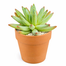 2 inch Pachyphytum Hookeri live plant for sale, low maintenance indoor succulent, succulent for modern home decor, thick leaf pastel succulent, rare collector succulent plant, decorative potted succulent, succulent for fairy garden arrangements, hardy drought resistant succulent, succulent gift plant