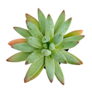 2 inch Pachyphytum Hookeri live plant for sale, low maintenance indoor succulent, succulent for modern home decor, thick leaf pastel succulent, rare collector succulent plant, decorative potted succulent, succulent for fairy garden arrangements, hardy drought resistant succulent, succulent gift plant