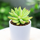 2 inch Pachyphytum Hookeri live plant for sale, low maintenance indoor succulent, succulent for modern home decor, thick leaf pastel succulent, rare collector succulent plant, decorative potted succulent, succulent for fairy garden arrangements, hardy drought resistant succulent, succulent gift plant
