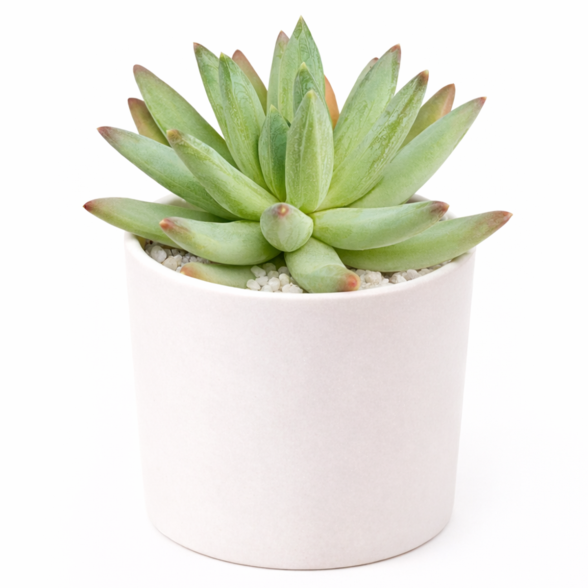 2 inch Pachyphytum Hookeri live plant for sale, low maintenance indoor succulent, succulent for modern home decor, thick leaf pastel succulent, rare collector succulent plant, decorative potted succulent, succulent for fairy garden arrangements, hardy drought resistant succulent, succulent gift plant