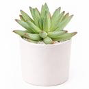 2 inch Pachyphytum Hookeri live plant for sale, low maintenance indoor succulent, succulent for modern home decor, thick leaf pastel succulent, rare collector succulent plant, decorative potted succulent, succulent for fairy garden arrangements, hardy drought resistant succulent, succulent gift plant