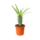 Pachypodium 'lamerei', Madagascar Palm, 6 inch unique live houselant, decorative houseplants, indoor plants for sale