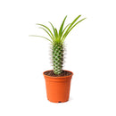 Pachypodium 'lamerei', Madagascar Palm, 6 inch unique live houselant, decorative houseplants, indoor plants for sale