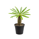 Pachypodium 'lamerei', Madagascar Palm, 6 inch unique live houselant, decorative houseplants, indoor plants for sale