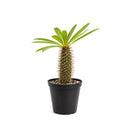 Pachypodium 'lamerei', Madagascar Palm, 6 inch unique live houselant, decorative houseplants, indoor plants for sale