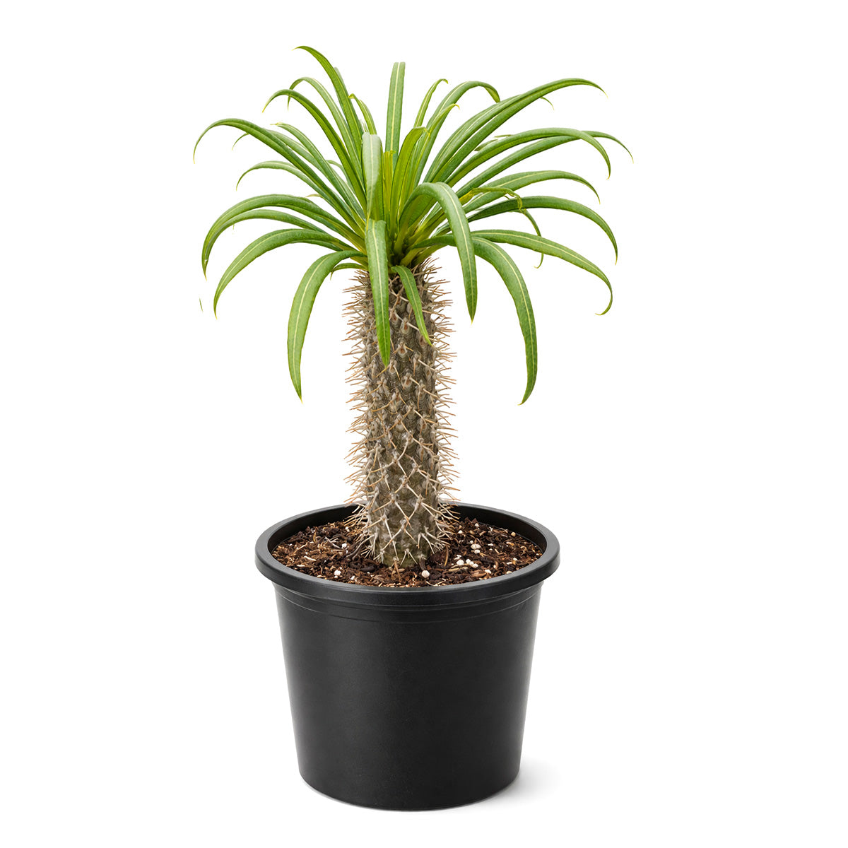 Pachypodium 'lamerei', Madagascar Palm, 6 inch unique live houselant, decorative houseplants, indoor plants for sale