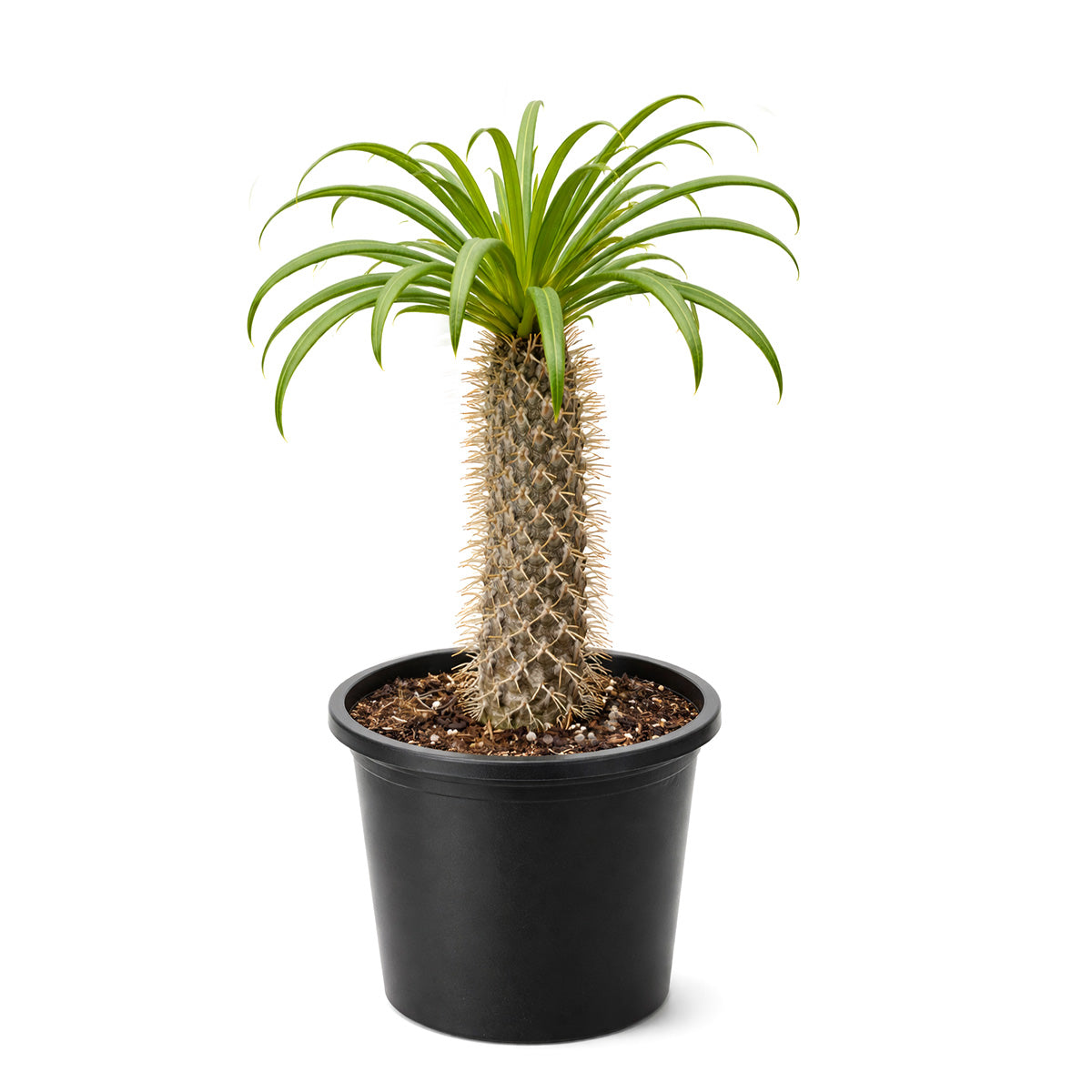 Pachypodium 'lamerei', Madagascar Palm, 6 inch unique live houselant, decorative houseplants, indoor plants for sale
