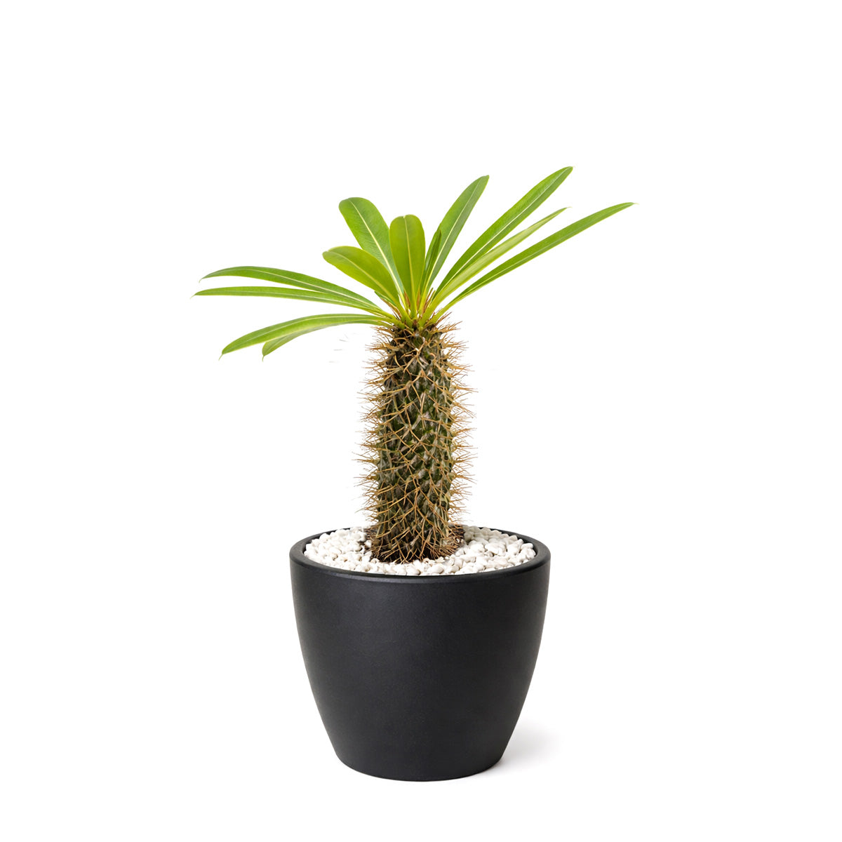 Pachypodium 'lamerei', Madagascar Palm, 4 inch unique live houselant, decorative houseplants, indoor plants for sale