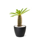 Pachypodium 'lamerei', Madagascar Palm, 6 inch unique live houselant, decorative houseplants, indoor plants for sale